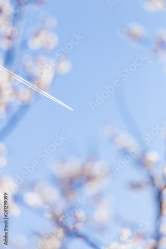 Airplane trail on blue sky with apple tree blossom flowers on branch at spring. Beautiful blooming flowers.