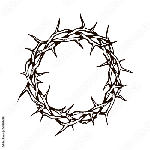 black crown of thorns image isolated on white background 