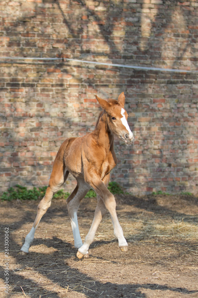 Fototapeta premium Pferd Fohlen auf der Koppel Warmblut trabt über den Paddock