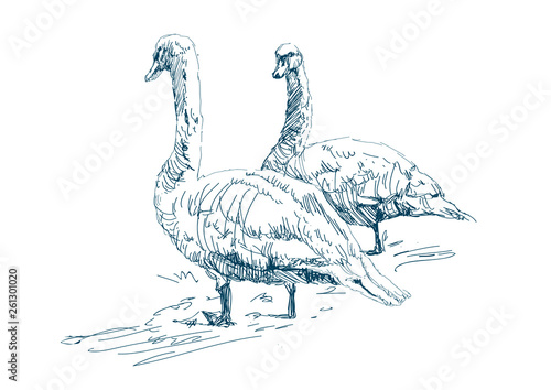 Two geese graze on a farm. Beautiful white swans.
