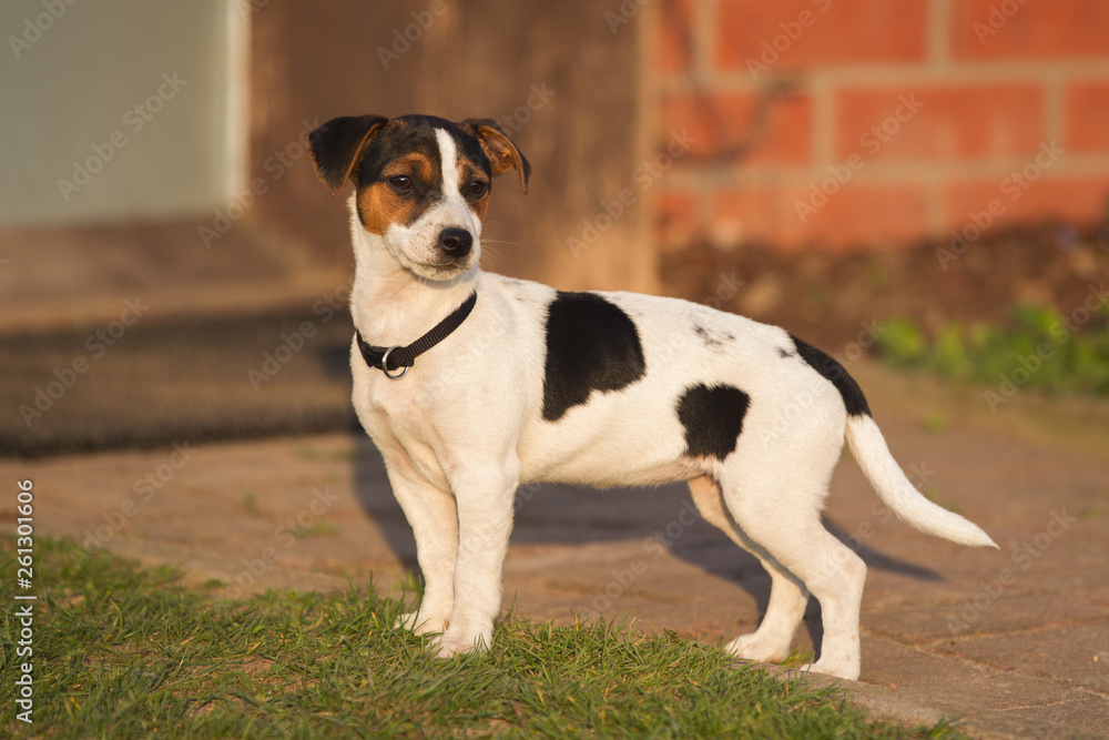 Hund Jack Russel Terrier Welpe Baby niedlich passt auf 