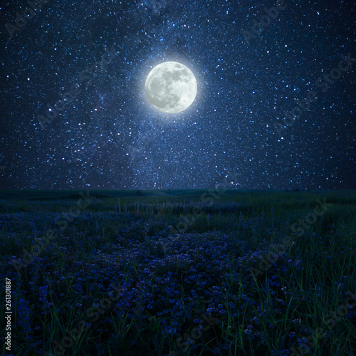 Night landscape with floral meadow