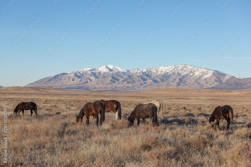 Wild Horses in Winter in Utah Wild Horses in Winter in Utah