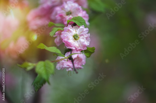 Frühlingsblüten Blüte im Garten © Ines Hasenau