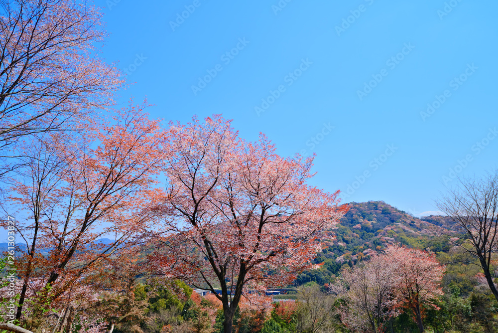 桜 里山の春 桜 里山の春