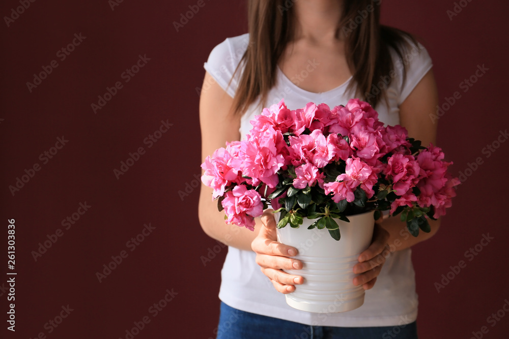 Woman holding pot with beautiful blooming azalea on dark background Woman holding pot with beautiful blooming azalea on dark background