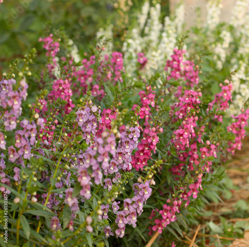 Beautiful color of flower in the nature 