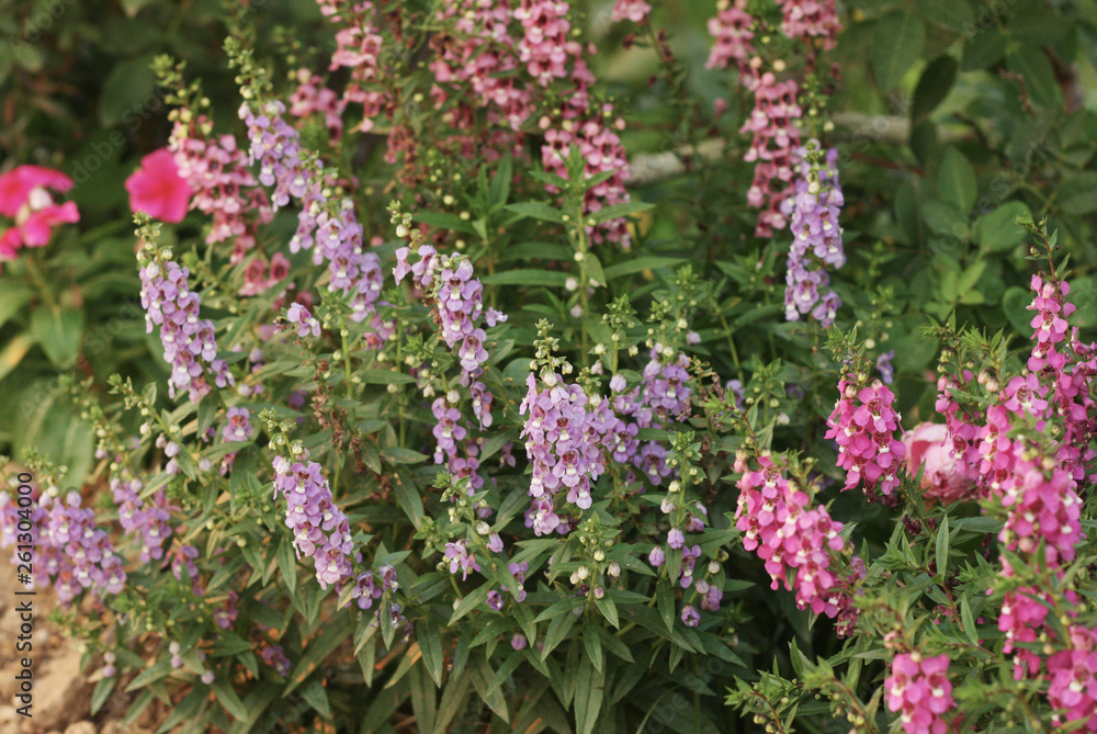 Obraz premium Beautiful color of flower in the nature 