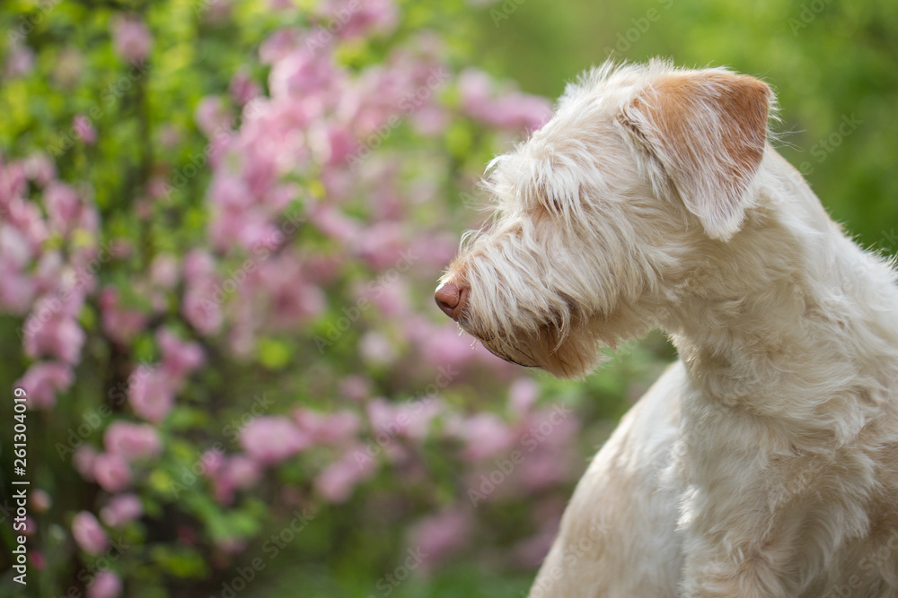 hübscher Hund Mischling in den Kirschblüten hübscher Hund Mischling in den Kirschblüten