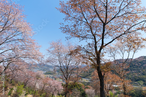 桜咲く里山　遠方に高松自動車道(香川県さぬき市)