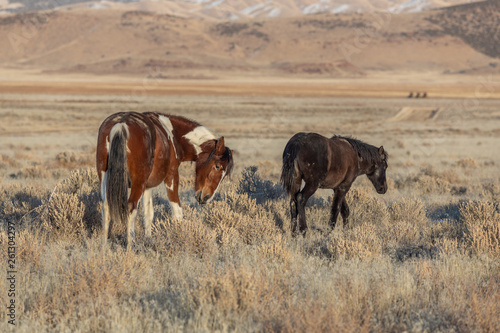 Wild Horses in Winter in Utah