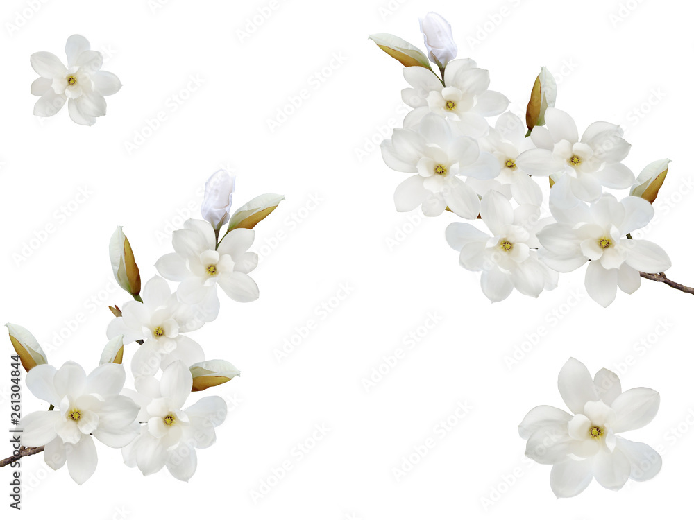 Obraz premium Beautiful blooming magnolia flower background.