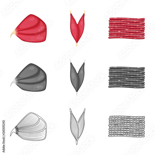 Vector design of fiber and muscular sign. Set of fiber and body  vector icon for stock.