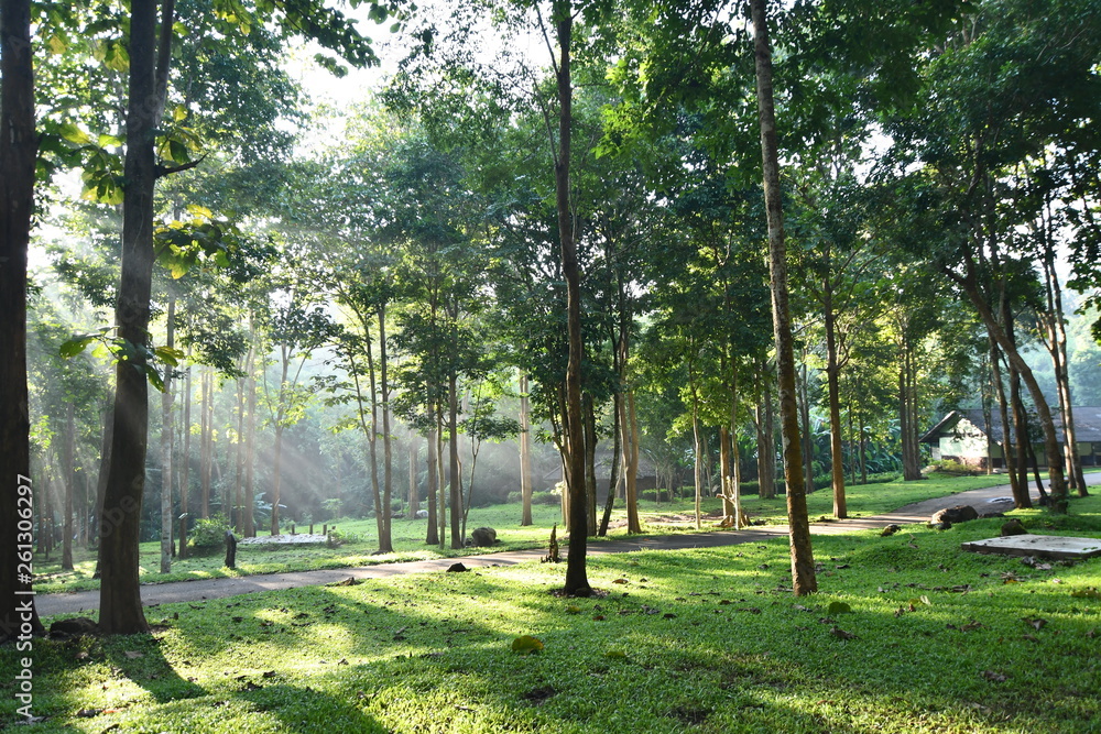 trees in the park trees in the park