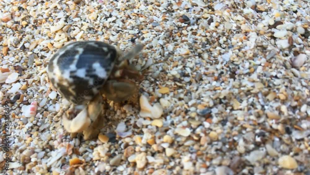 Closeup view of small hermit crab with shell crawling on sand beach. 4K clip Closeup view of small hermit crab with shell crawling on sand beach. 4K clip