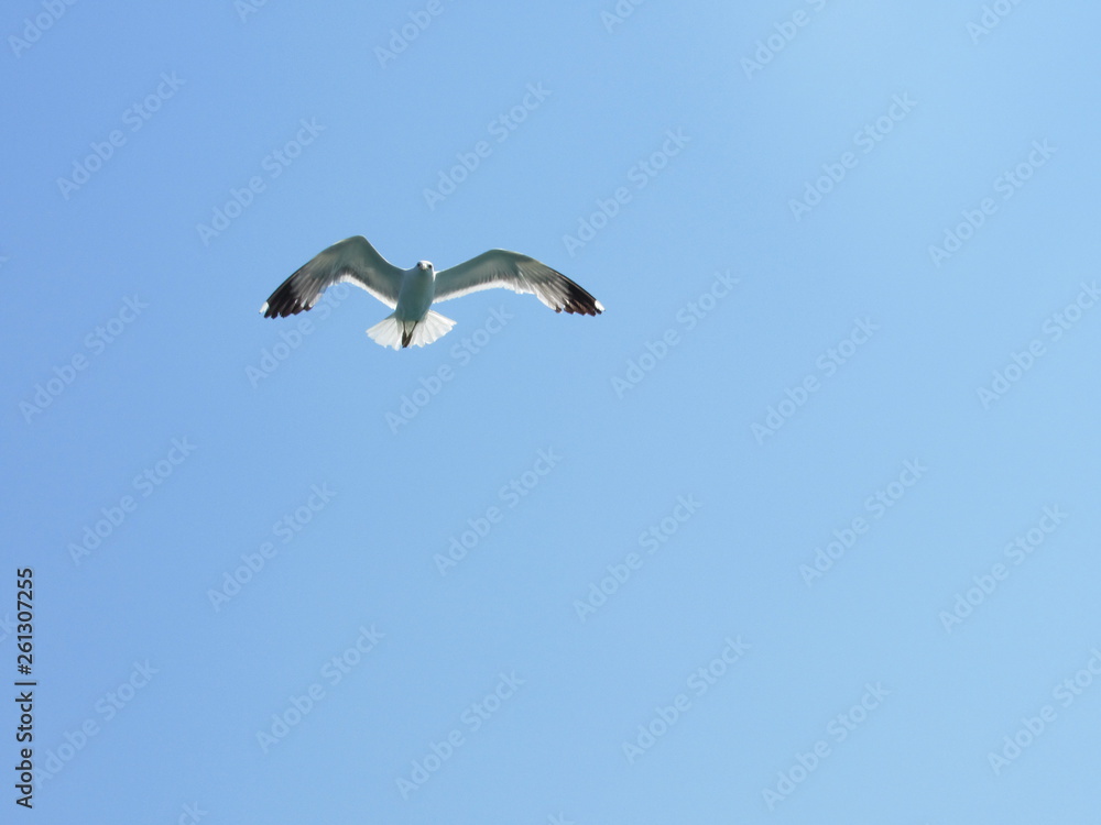 Obraz premium seagull in flight