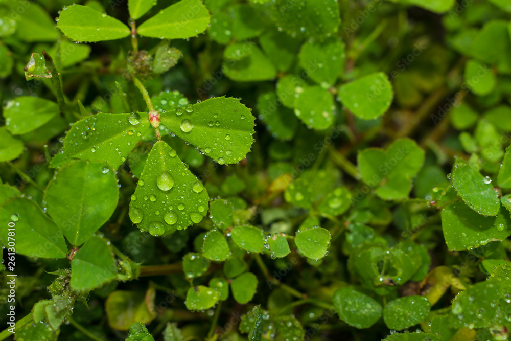 water drops on green leaves with blurred background. water drops on green leaves with blurred background.