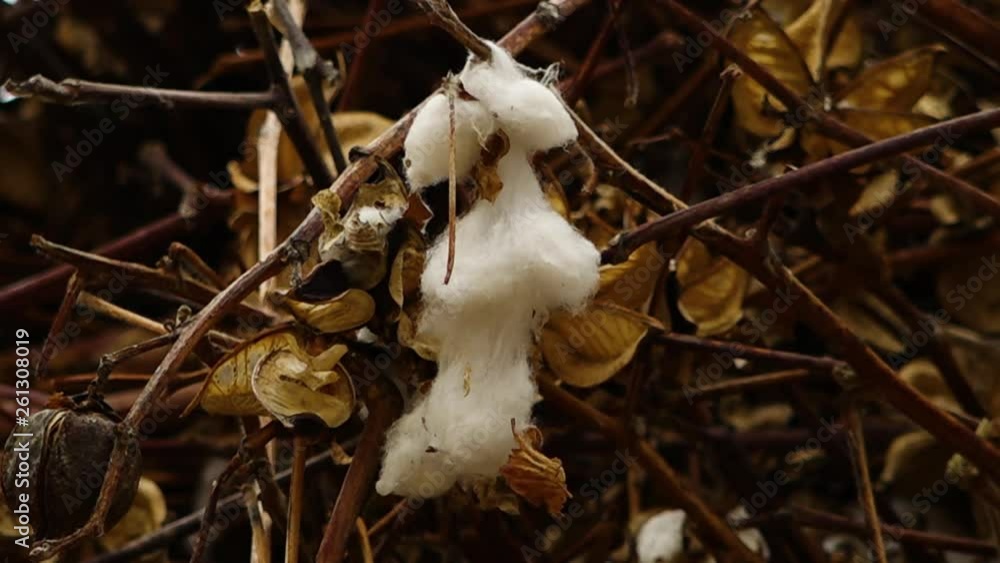 Steady, close up shot of a large piece of cotton hanging from a small branch. Dried leaves of plucked cotton all around. Steady, close up shot of a large piece of cotton hanging from a small branch. Dried leaves of plucked cotton all around.