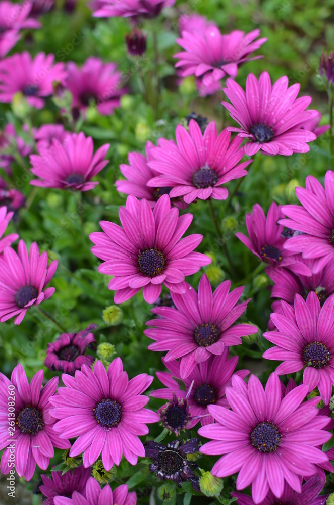 Fototapeta premium Fiori di primavera 
