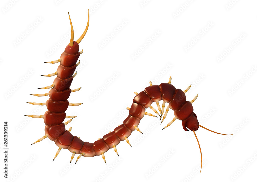 Obraz premium 3D Rendering Worm Centipede on White