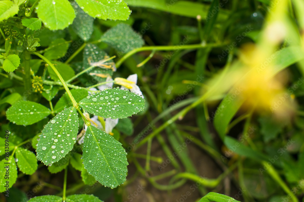 water drops on green leaves with blurred background. water drops on green leaves with blurred background.