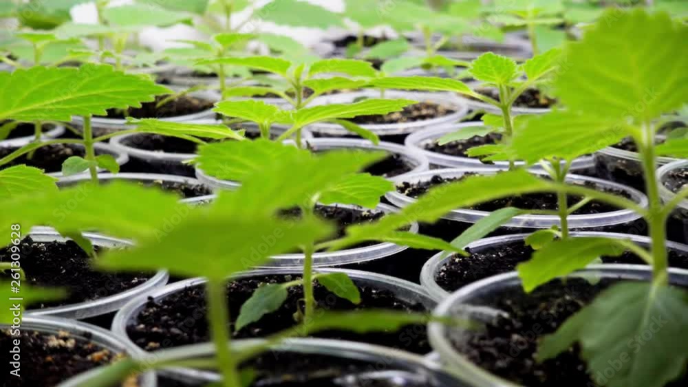 Watering paulownia seedlings in a plant nursery. Young paulownia saplings in nursery video 4k. Watering paulownia seedlings in a plant nursery. Young paulownia saplings in nursery video 4k.
