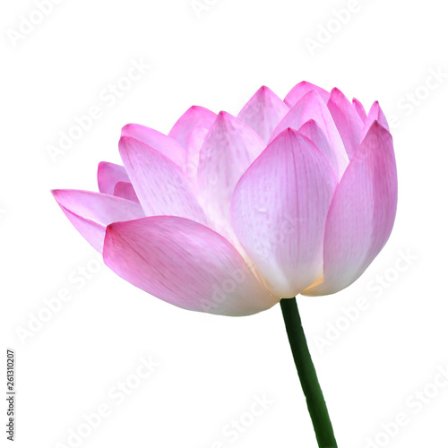 Vector illustration of a lotus in a realistic style made by a mesh