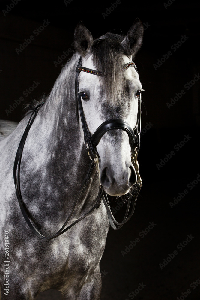 Fototapeta premium Pferd wunderschöner Schimmel im Fotostudio