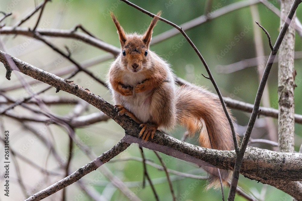 Small squirrel sits on the tree in the forest. Small squirrel sits on the tree in the forest.