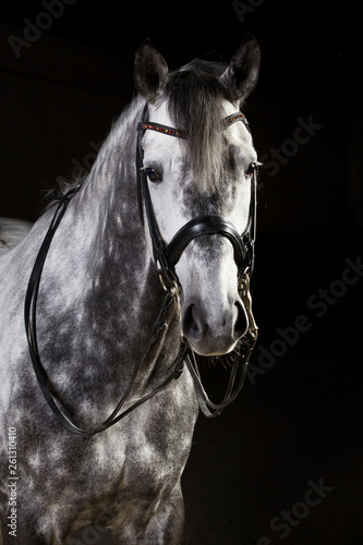 Pferd wunderschöner Schimmel im Fotostudio