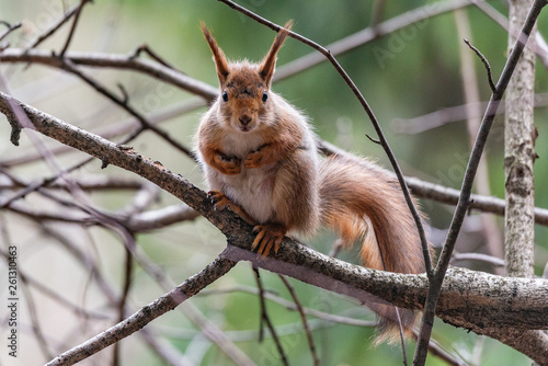 Small squirrel sits on the tree in the forest.