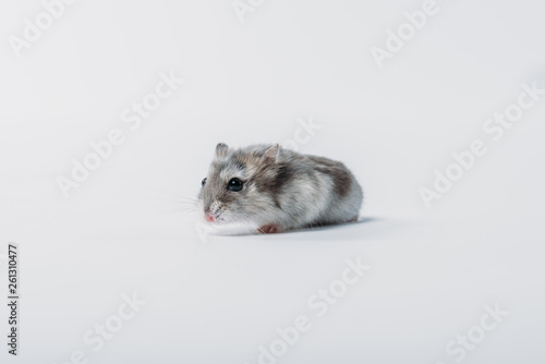 adorable grey fluffy hamster on grey background with copy space