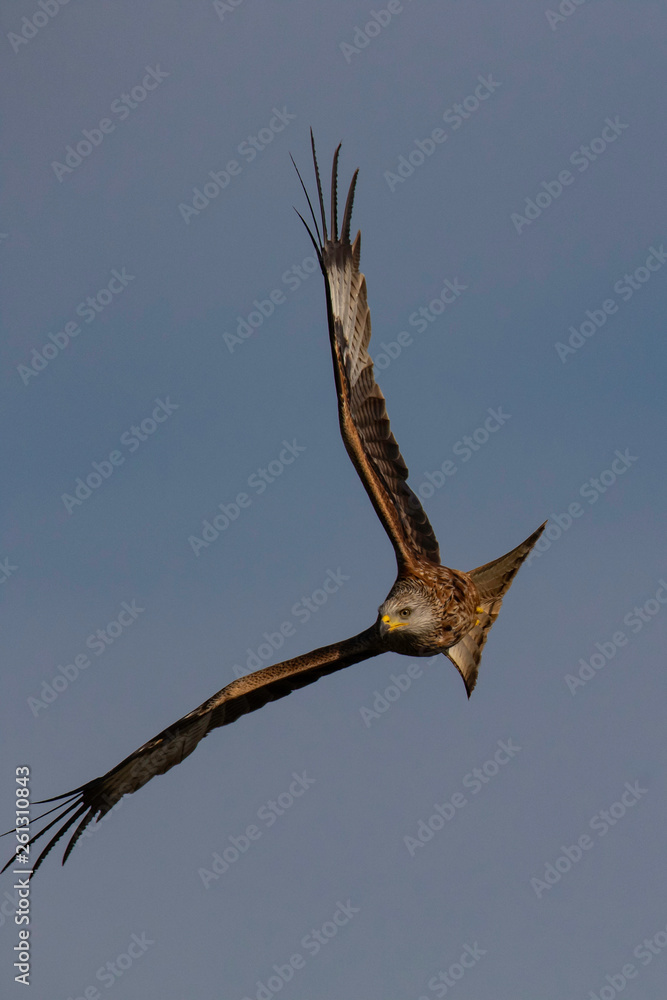 The red kite (Milvus milvus) is a medium-large bird of prey in the family Accipitridae, which also includes many other diurnal raptors such as eagles, buzzards, and harriers