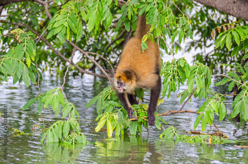 Geoffroy's spider monkey or black-handed spider monkey on a tree on an island in Nicaragua Lake Geoffroy's spider monkey or black-handed spider monkey on a tree on an island in Nicaragua Lake