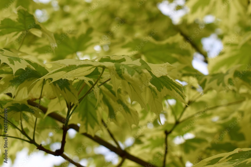 Maple tree leaves Maple tree leaves