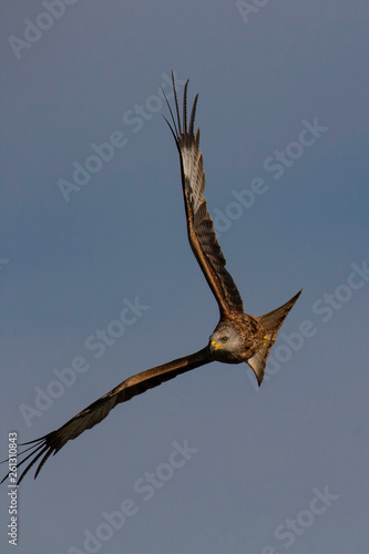 The red kite (Milvus milvus) is a medium-large bird of prey in the family Accipitridae, which also includes many other diurnal raptors such as eagles, buzzards, and harriers