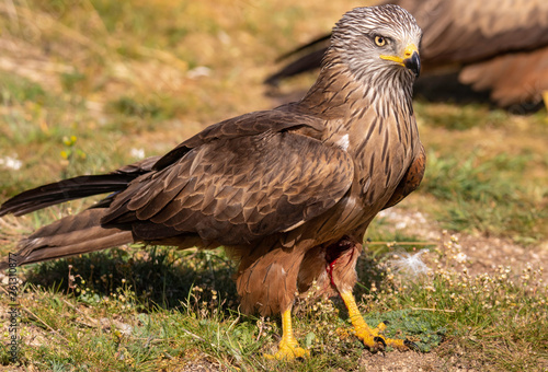 The red kite (Milvus milvus) is a medium-large bird of prey in the family Accipitridae, which also includes many other diurnal raptors such as eagles, buzzards, and harriers
