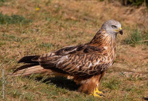 The red kite (Milvus milvus) is a medium-large bird of prey in the family Accipitridae, which also includes many other diurnal raptors such as eagles, buzzards, and harriers