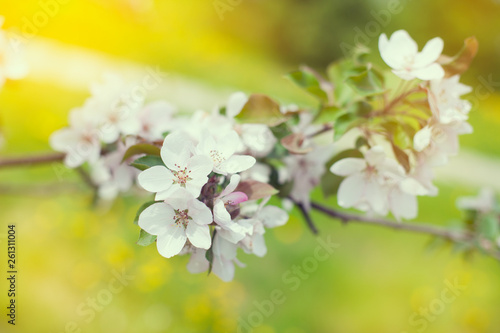 Summer green background. Spring flowers nature background.