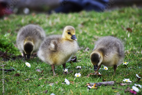 greylag goose goslings  © Mark