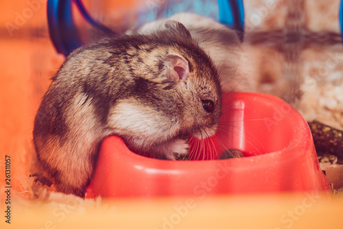 selective focus of cute hamster eating from orange plastic bowl