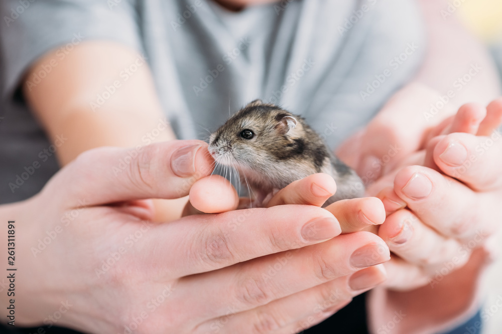 selective focus of mother and son with adorable hamster in hands selective focus of mother and son with adorable hamster in hands