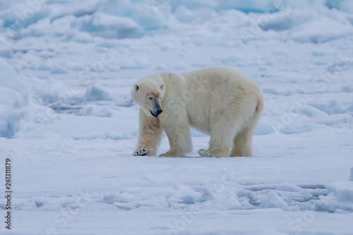 Polar Bear (Ursus maritimus) Spitsbergen North Ocean © vaclav