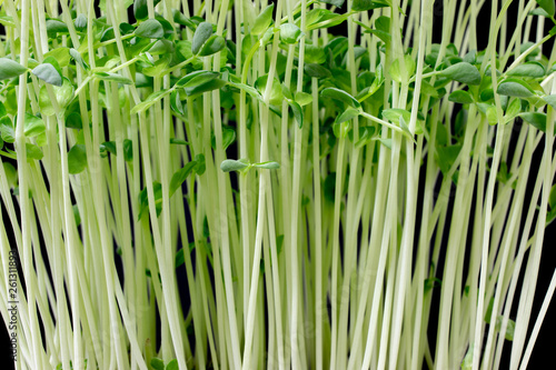 pea sprout with black background.
