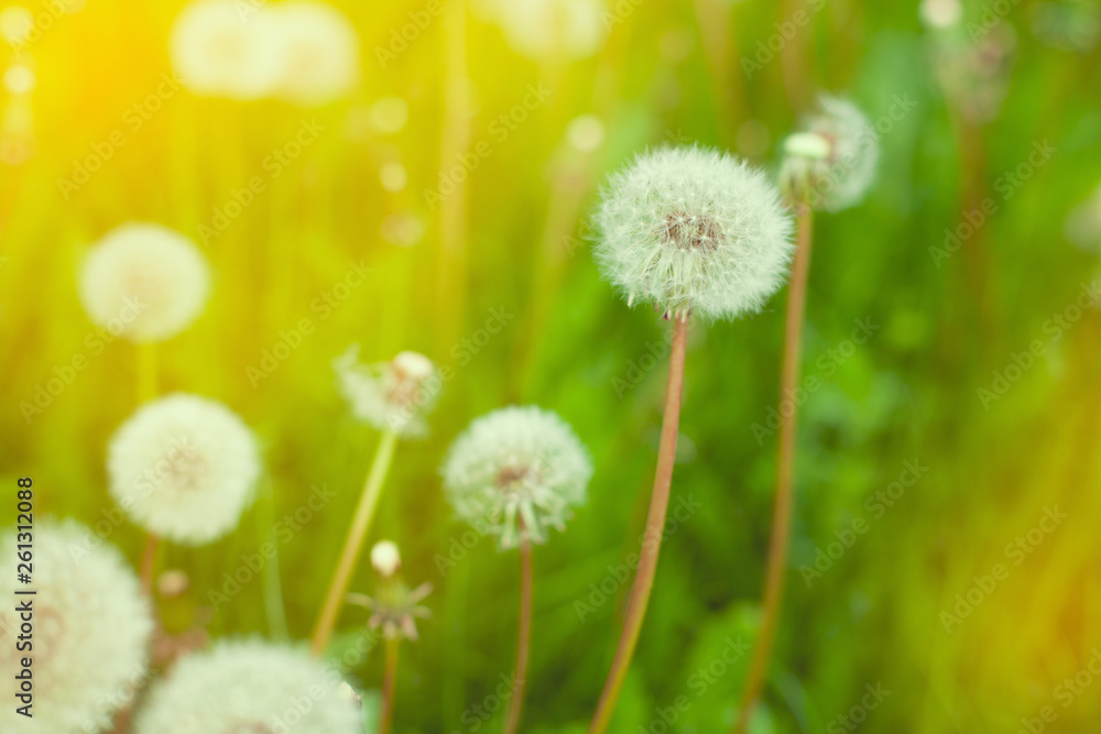 Summer green background. Spring flowers nature background. Summer green background. Spring flowers nature background.