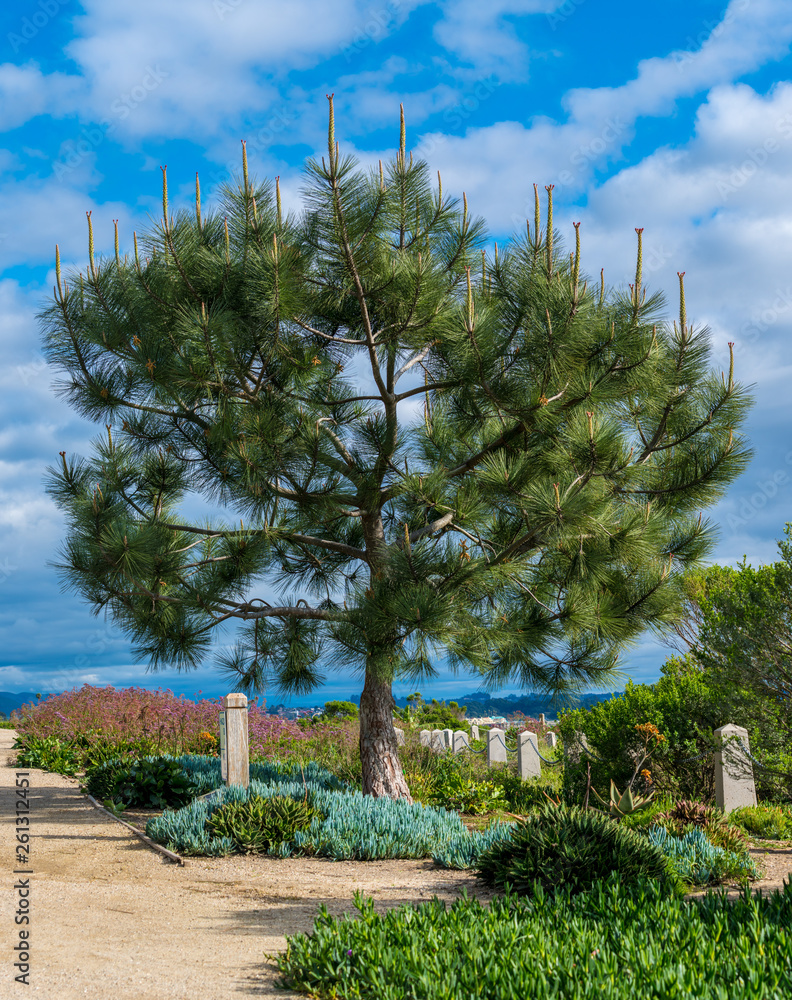 tree on the beach, coast of California
