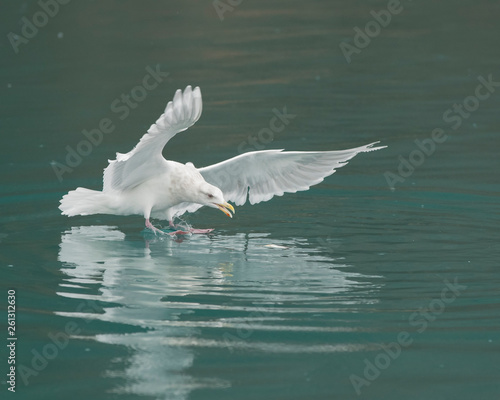 Glaucous Winged Gull in Alaska © Dennis Donohue