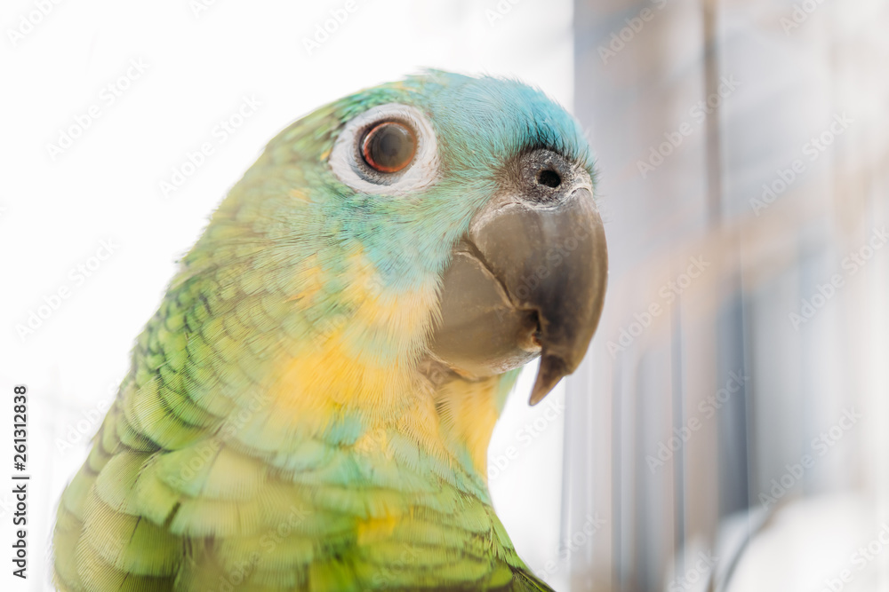 Fototapeta selektywna ostrość urocza jasna wielobarwna głowa papugi Amazonka