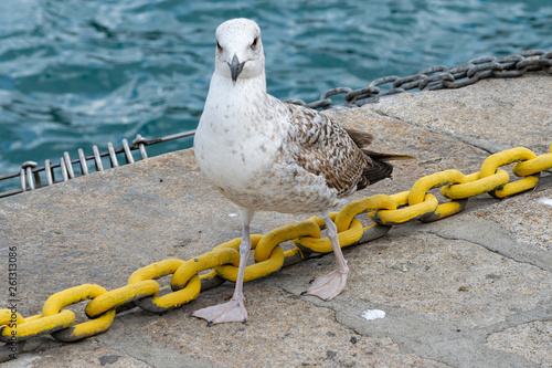 Gabbiano sul bordo del porto