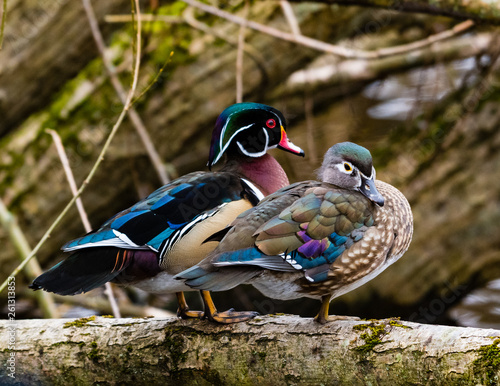 Wood Duck Couple, British Columbia, Canada